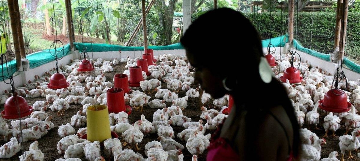 Pandemic experts express concern over avian influenza spread to humans