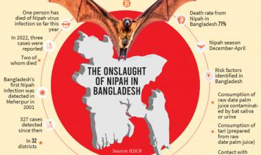 With 71% death rate, Nipah is deadliest infectious disease in Bangladesh