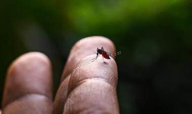 بعوض ناقل للفيروسات في آسيا يقاوم المبيدات الحشرية