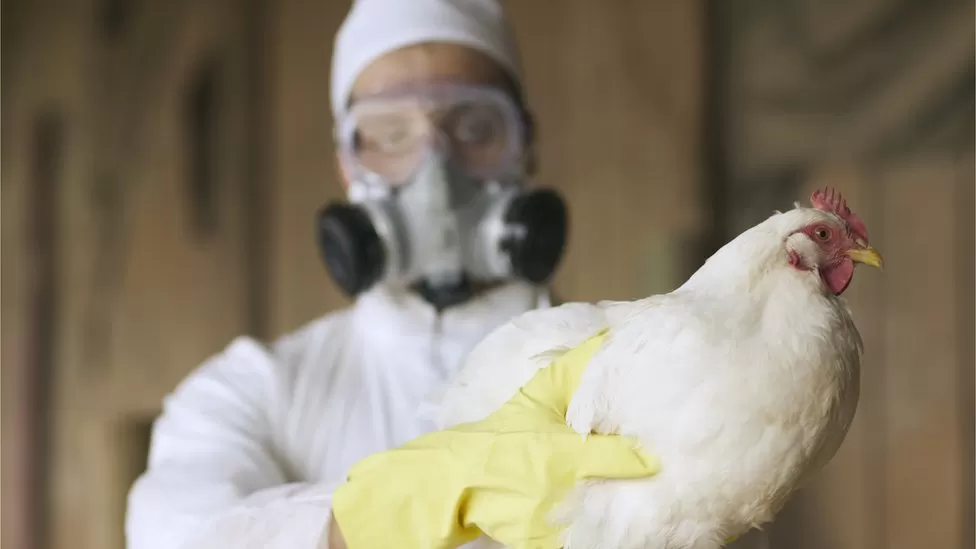 Bird flu: UK health officials make contingency plans