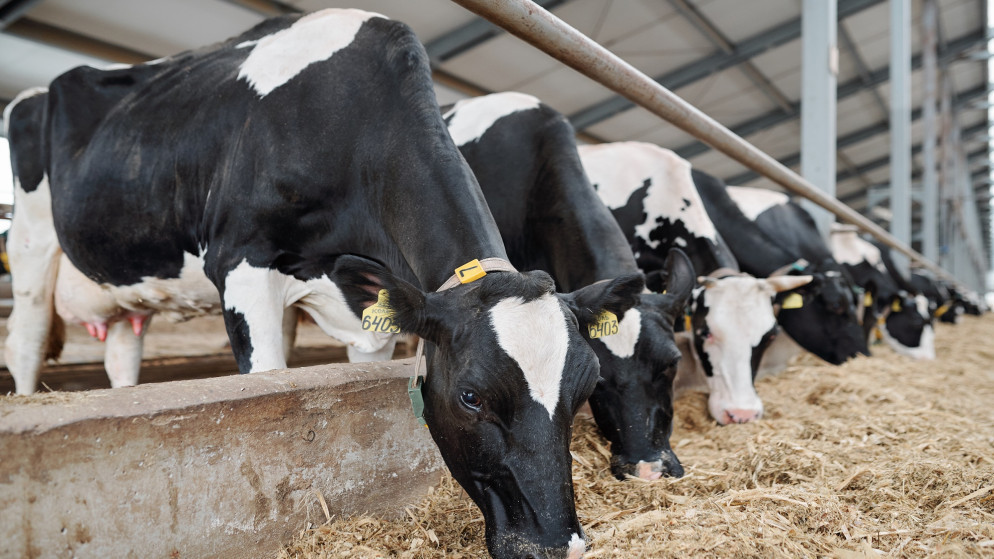 فتح أسواق الماشية قريبا بشكل تدريجي وفق بروتوكول لمنع انتشار الحمى القلاعية
