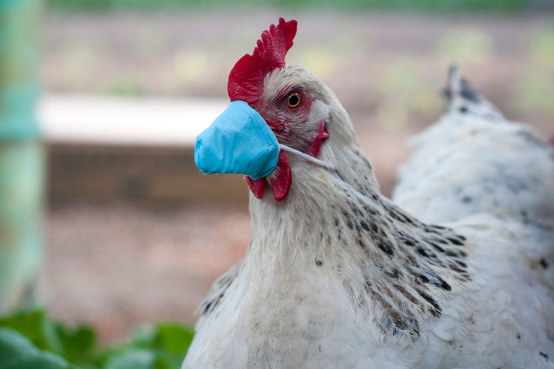 Why bird flu vaccines need urgent R&D