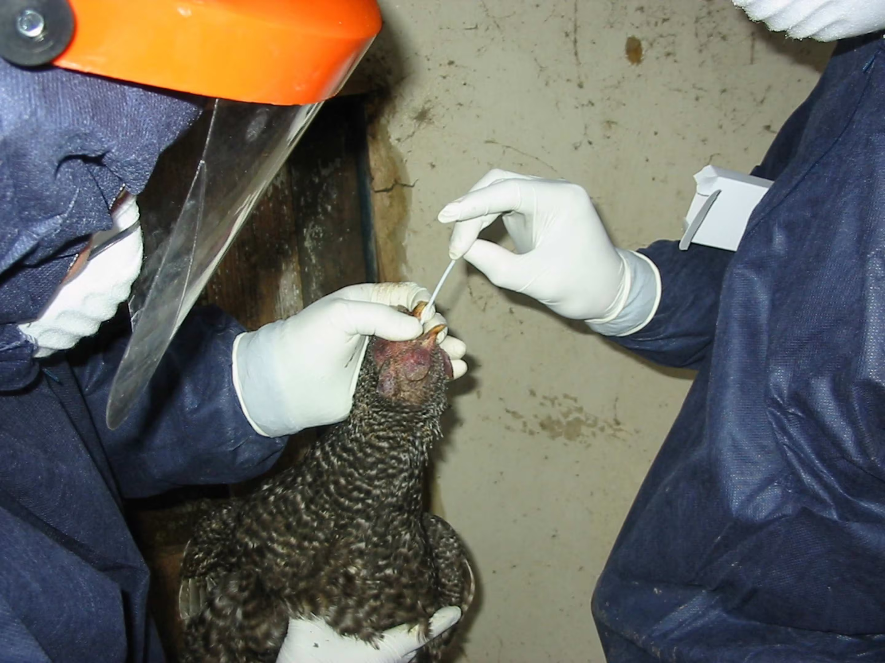 Avian influenza viruses could spawn the next human pandemic