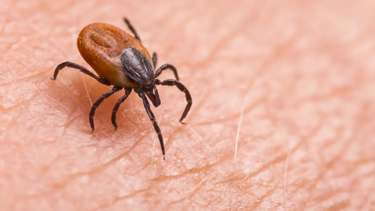 Babesiosis, a tickborne disease, is on the rise in Northeast, according to CDC report