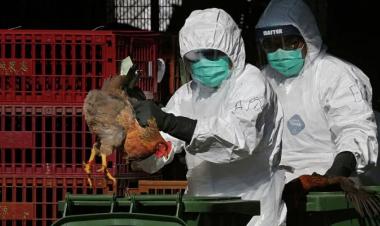 رصد أول إصابة بشرية بإنفلونزا الطيور في تشيلي