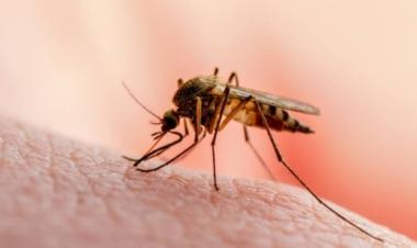 سلطنة عمان تحتفل باليوم العالمي للملاريا وتستعرض جهود الاستئصال