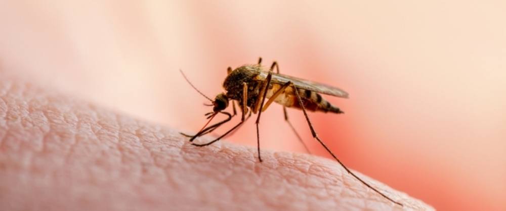 سلطنة عمان تحتفل باليوم العالمي للملاريا وتستعرض جهود الاستئصال