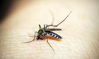 Five things you need to know about the new R21 malaria vaccine
