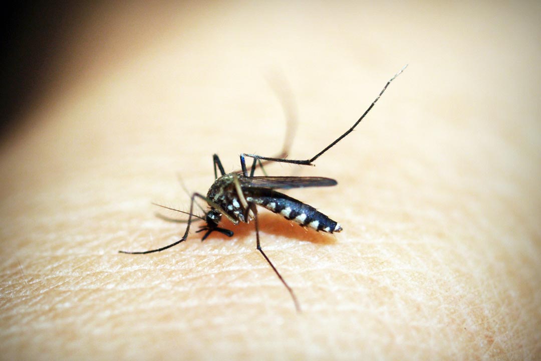 Five things you need to know about the new R21 malaria vaccine
