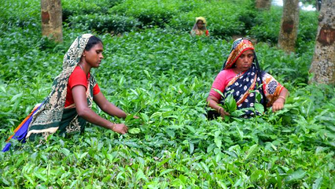 مزارعو الشاي في بنغلادش يعانون من أعلى معدلات الإصابة بالجذام