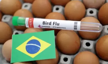 Brazil declares animal health emergency amid avian flu cases