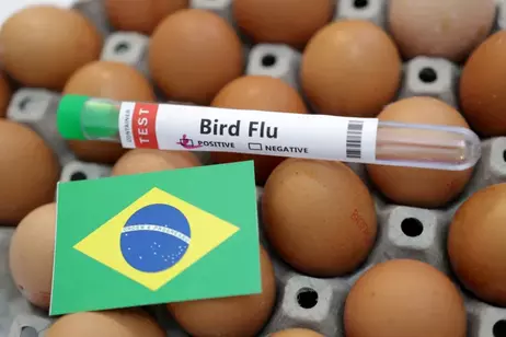 Brazil declares animal health emergency amid avian flu cases