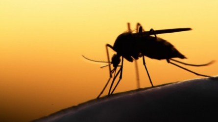 Bangladesh may witness massive dengue outbreak: DGHS