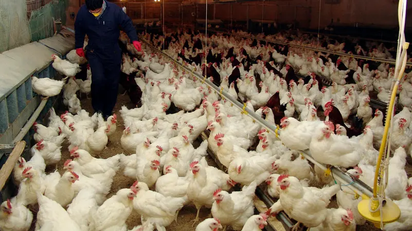 Brazil confirms first ever avian flu cases in wild birds