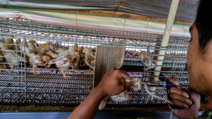 المنظمة العالمية لصحة الحيوان: تحصين الدواجن ضد إنفلونزا الطيور لتفادي جائحة جديدة