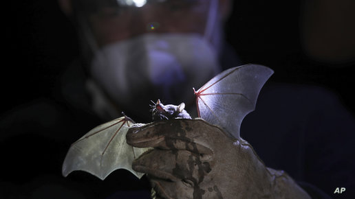 اكتشاف 9 فيروسات كورونا جديدة في خفافيش.. هل تشكل خطرا على البشر؟