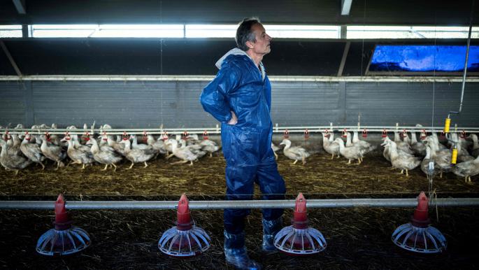 فرنسا: انتهاء موجة إنفلونزا الطيور