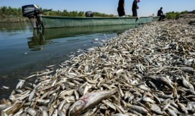 Iraq’s Agriculture Ministry to investigate fish deaths