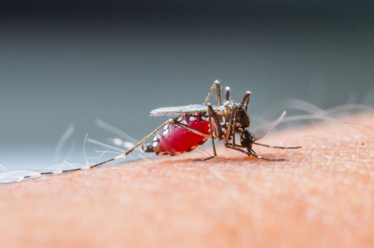 Malaria on the rise in South Korea