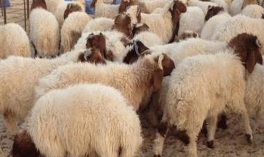 New disease affecting livestock in eastern Libya