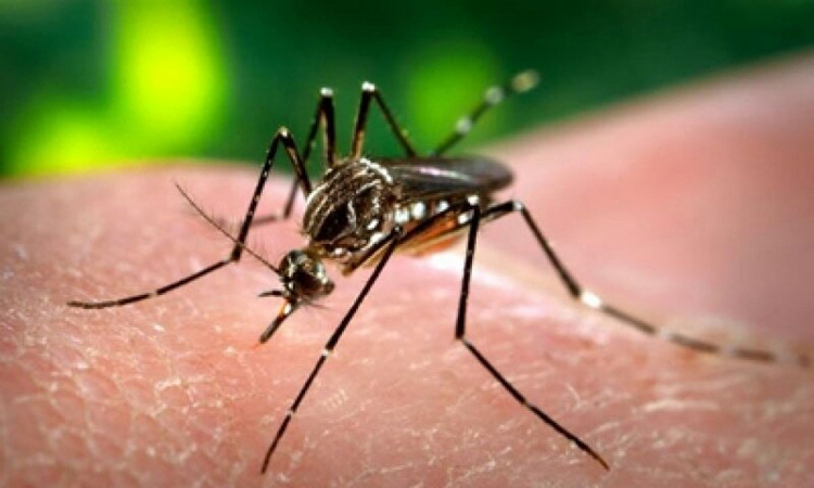 Steps against dengue reviewed in Pakistan