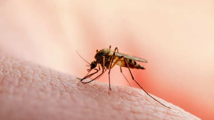 طبيب ألماني: عدم علاج ‫الملاريا قد يؤدي إلى ‫الوفاة