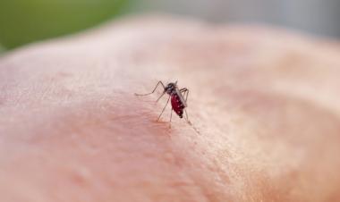 What Is The Bahrain Health Ministry’s Strategy To Combat Mosquito Season?
