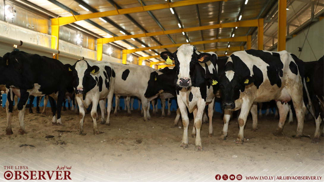 Outbreak of nodular dermatitis threatens livestock in Al Bayda- Libya