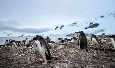 نوع مميت.. إنفلونزا الطيور تصل إلى القارة القطبية الجنوبية لأول مرة