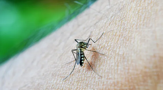 Dengue fever: Mayo Clinic expert explains why blocking mosquitoes is best defence