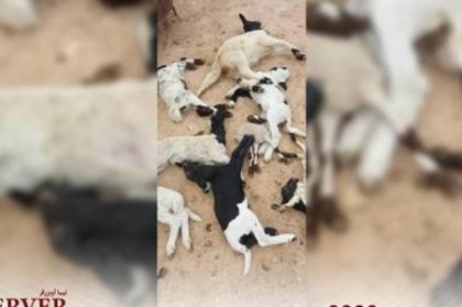 الصحة الحيوانية يؤكد تراجع معدلات انتشار الحمى القلاعية بين الحيوانات - ليبيا 