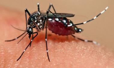 Dengue situation may turn serious before monsoon