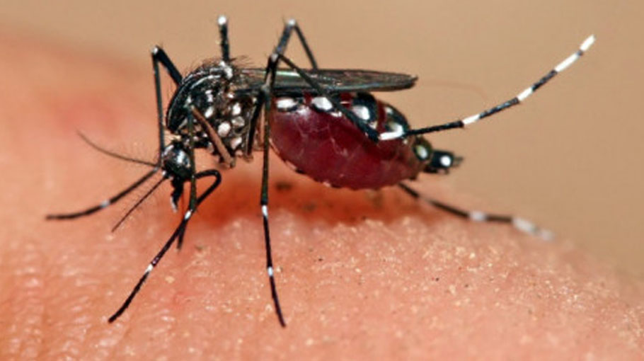 Dengue situation may turn serious before monsoon