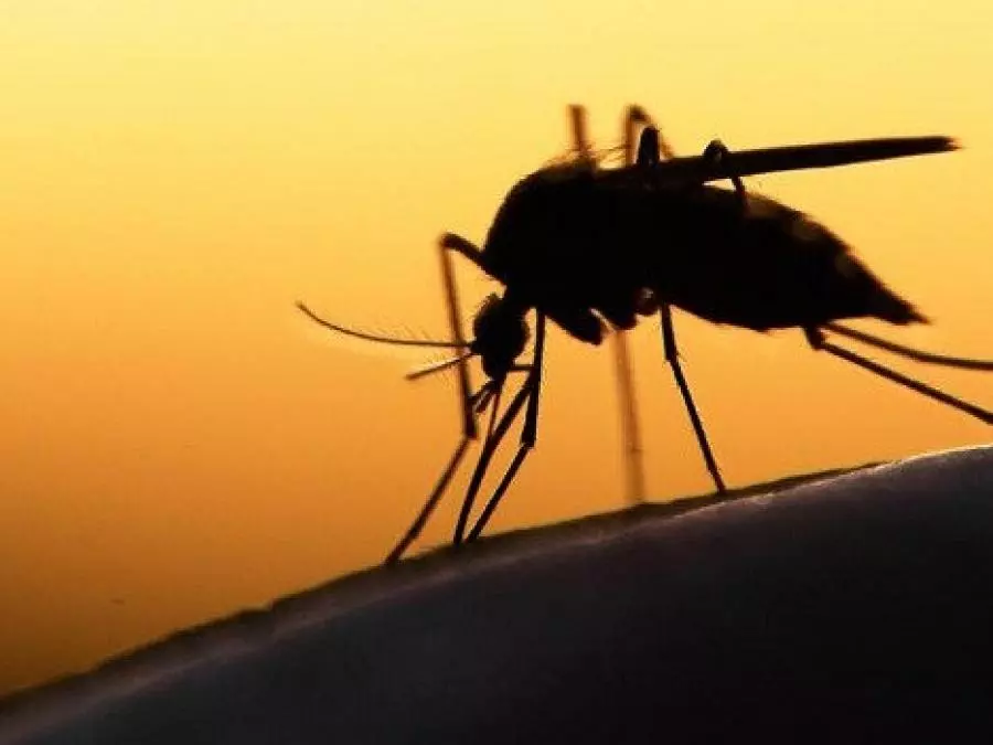 وزارة الصحة تؤكد ضرورة تفعيل اليقظة للحفاظ على مكسب القضاء على الملاريا