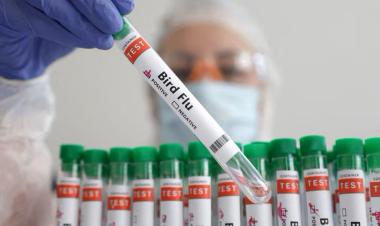 Drugmaker Sinergium to share bird flu vaccine data globally, says WHO