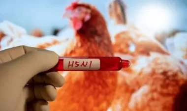 قلق عالمي بسبب انتشار جائحة إنفلونزا الطيور