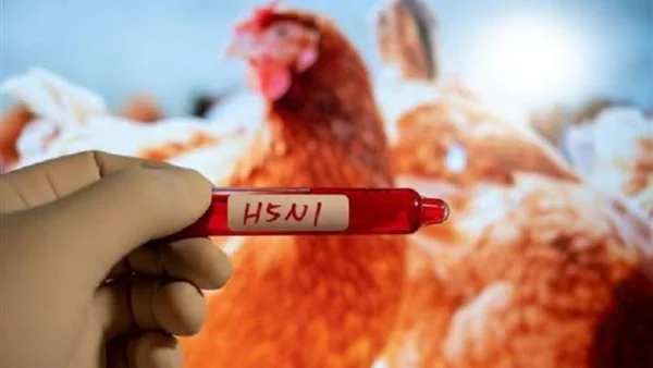 قلق عالمي بسبب انتشار جائحة إنفلونزا الطيور