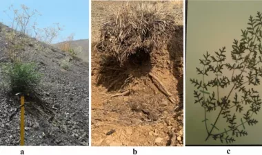 Soil heavy metals contamination and health risk of an endemic plant in southeast of Damavand Mt., Iran