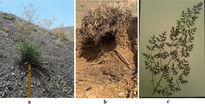 Soil heavy metals contamination and health risk of an endemic plant in southeast of Damavand Mt., Iran