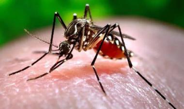 10 monitoring teams working to combat spread of dengue