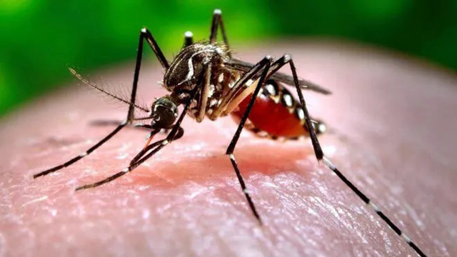 10 monitoring teams working to combat spread of dengue