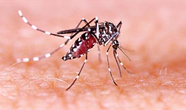 Dengue in Bangladesh: A persistent health challenge