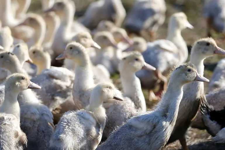 ‘Rare event’: Canada records its first human bird flu case