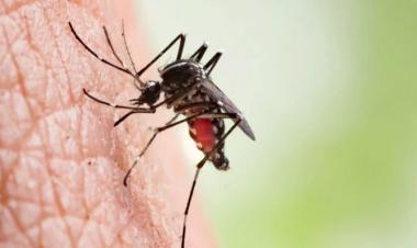 Eight Zika virus cases detected in Dhaka in three months