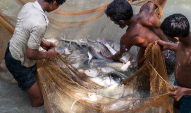 Overuse of antibiotics in Bangladesh aquaculture raises health concerns