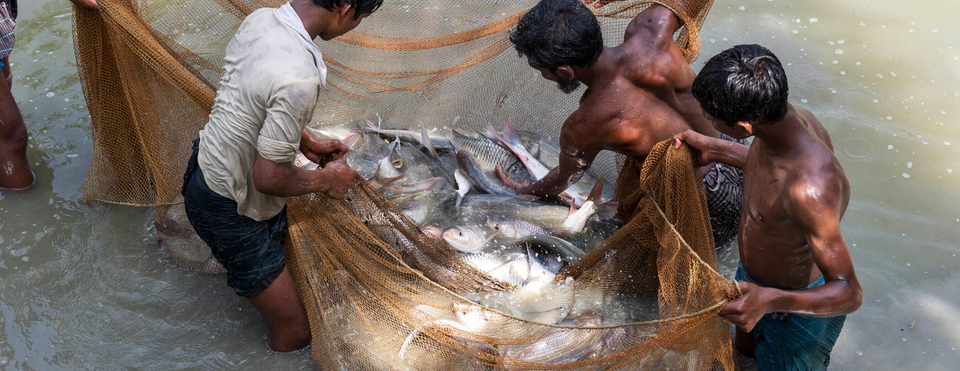 Overuse of antibiotics in Bangladesh aquaculture raises health concerns