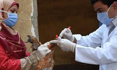 Avian flu reported in 108 countries across five continents, says UN health agency