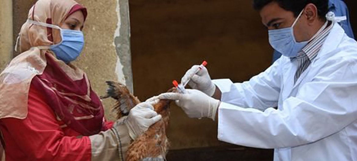 Avian flu reported in 108 countries across five continents, says UN health agency