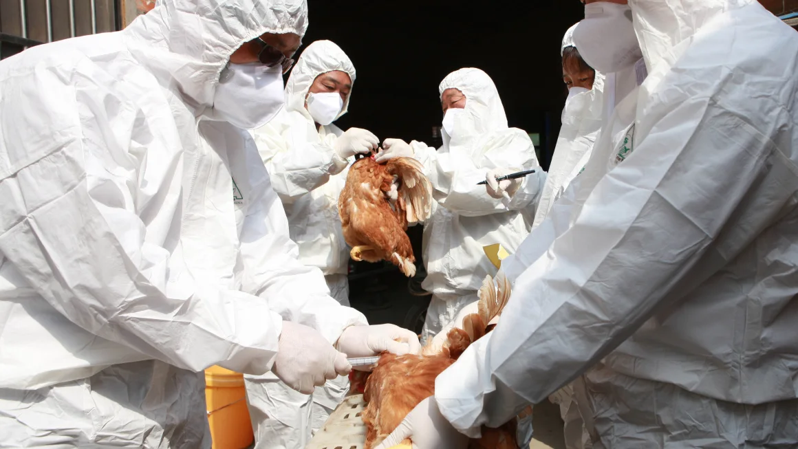 Avian Flu Fast Facts