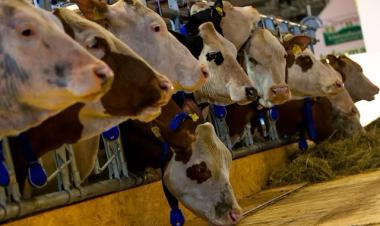 Germany confirms first case of foot-and-mouth disease in nearly 40 years